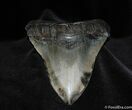 Huge, Serrated Inch Megalodon Tooth #185-2